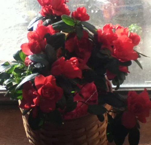 Valentine Azelea's 2013