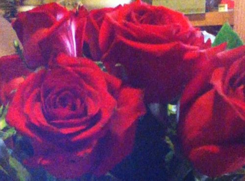 Valentine Roses 2013